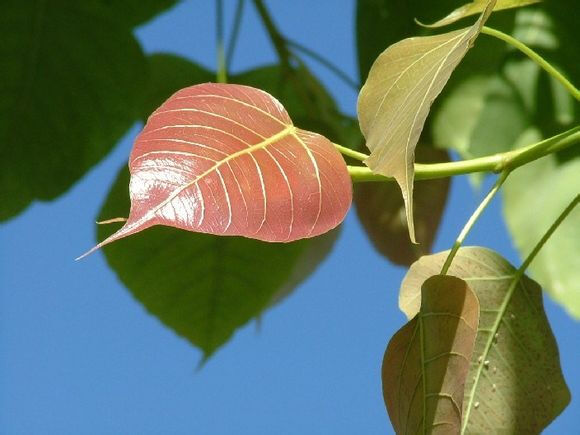 ag亚娱官网|2019阿坝医疗保险最新规定:报销范围、比例、缴费标准(图2) AG亚娱集团