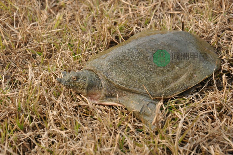 AG亚娱集团|富力计划发行公司债劵募集10-20亿元 融资成本或超10%(图3) AG亚娱集团