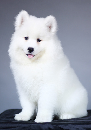 AG亚娱集团官方