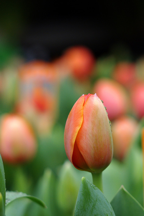 AG亚娱集团官方|大和:香港地产基金股最新投资评级及目标价(表)(图3) AG亚娱集团