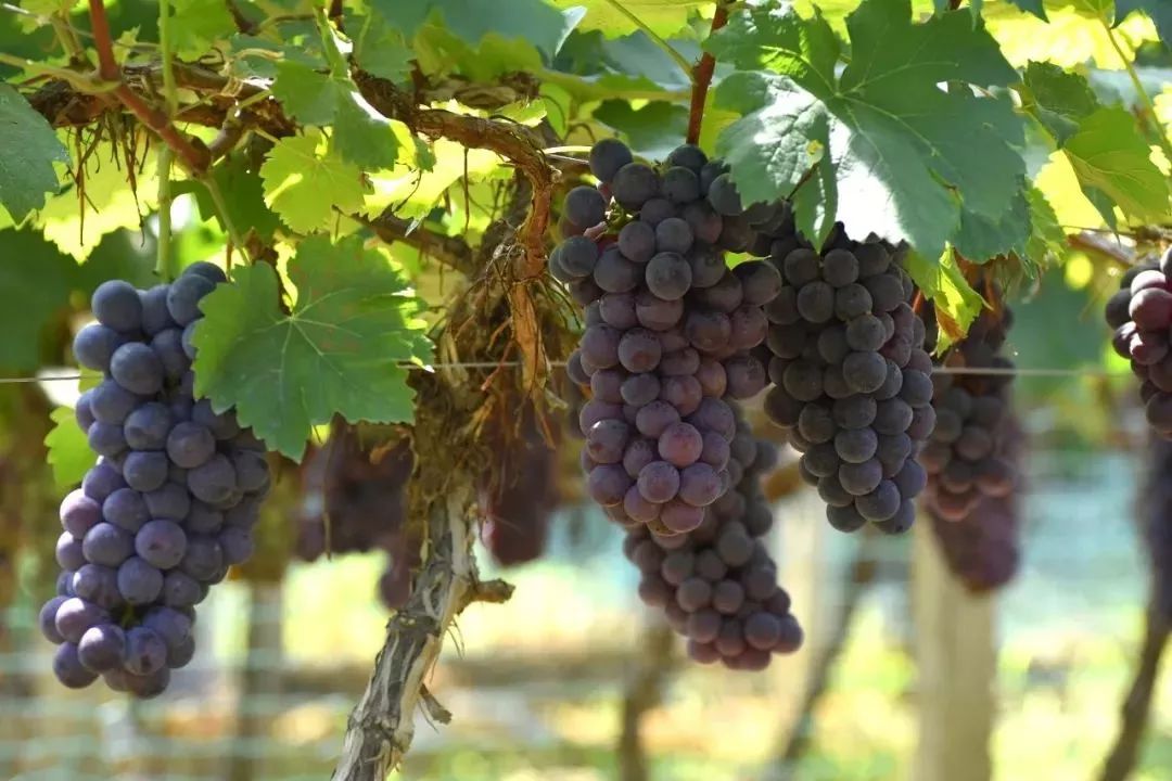 ag亚娱官网:无症状者渐成感染“主力”,这对疫情意味着什么?(图1) AG亚娱集团