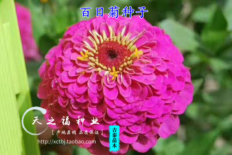 ag亚娱官网:无症状者渐成感染“主力”,这对疫情意味着什么?(图4) ag亚娱官网