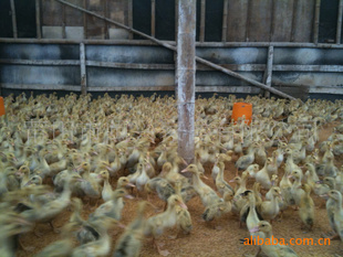 “AG亚娱集团”(已找回)女儿快回家吧!宣城广德市15岁女孩离家失联,穿玄色棉袄、玄色鞋子,右脸有伤口(图1) AG亚娱集团官方