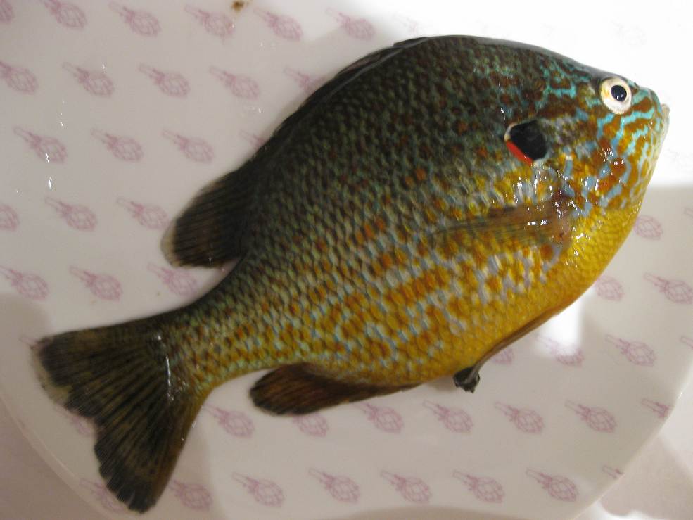 今天 我跟大家先容一下今日头条的一些权益先容【AG亚娱集团】(图1) AG亚娱集团官方