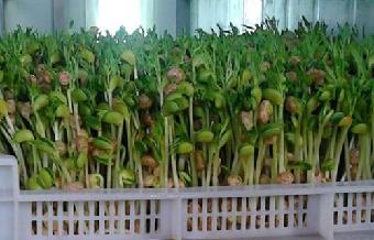 ag亚娱官网-极力反对戴口罩 美前总统参选人感染病毒后去世(图1) AG亚娱集团